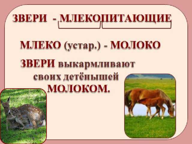 План конспект млекопитающие