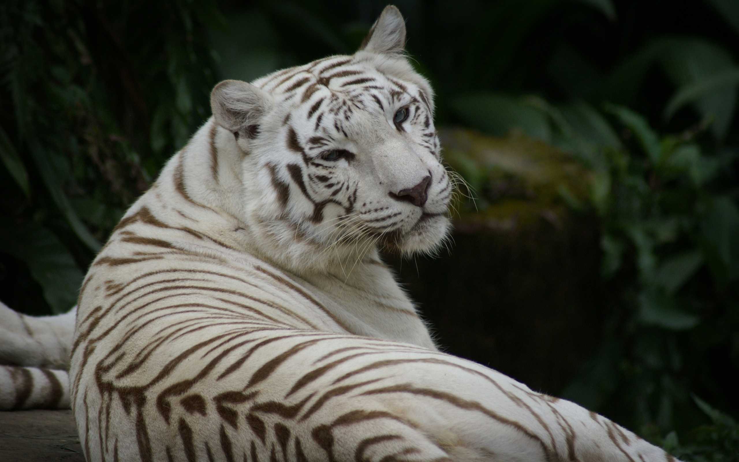Белый тигр — животное, занесенное в красную книгу. фото и описание белого тигра