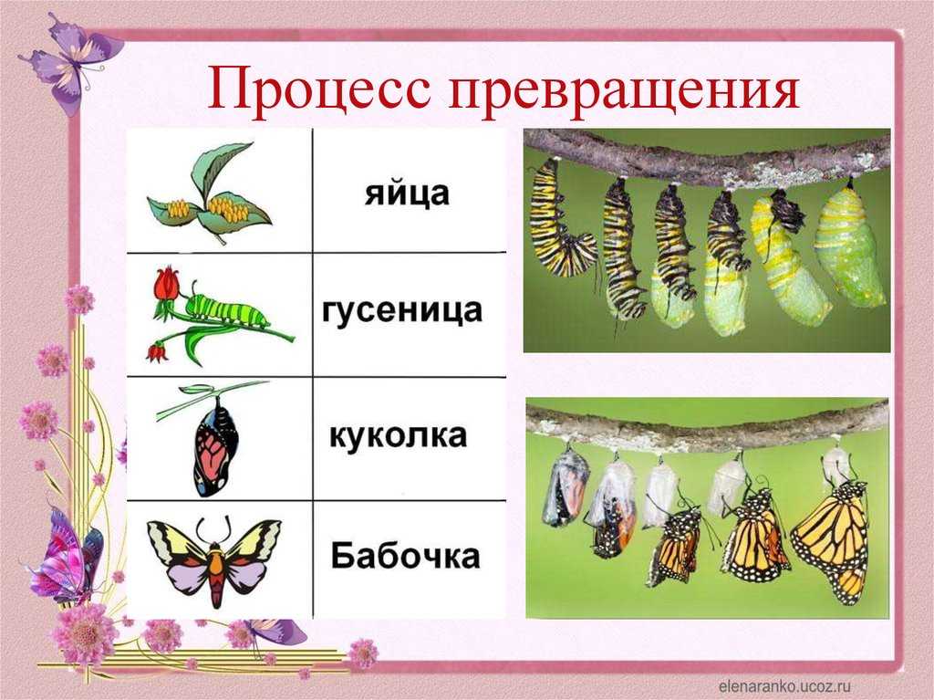 Процесс появления бабочки. Превращение гусеницы в бабочку. Превращение куколки в бабочку. Из гусеницы в бабочку. Метаморфоза гусеницы в бабочку.