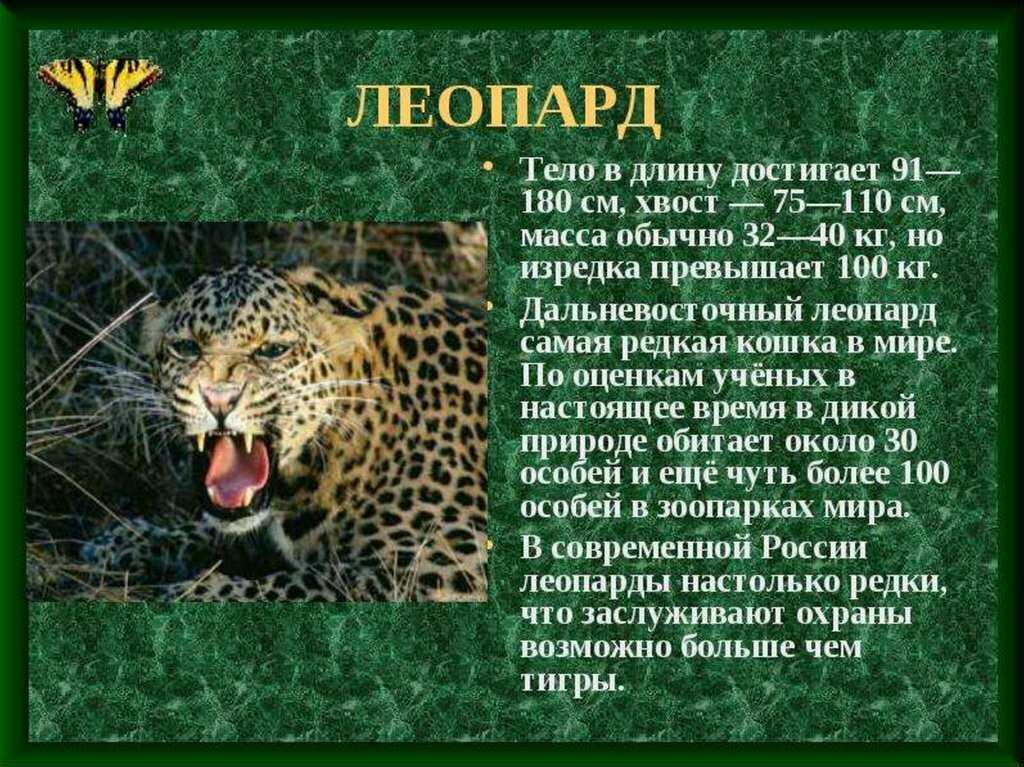 Исчезающие виды животных из красной книги россии фото и описание