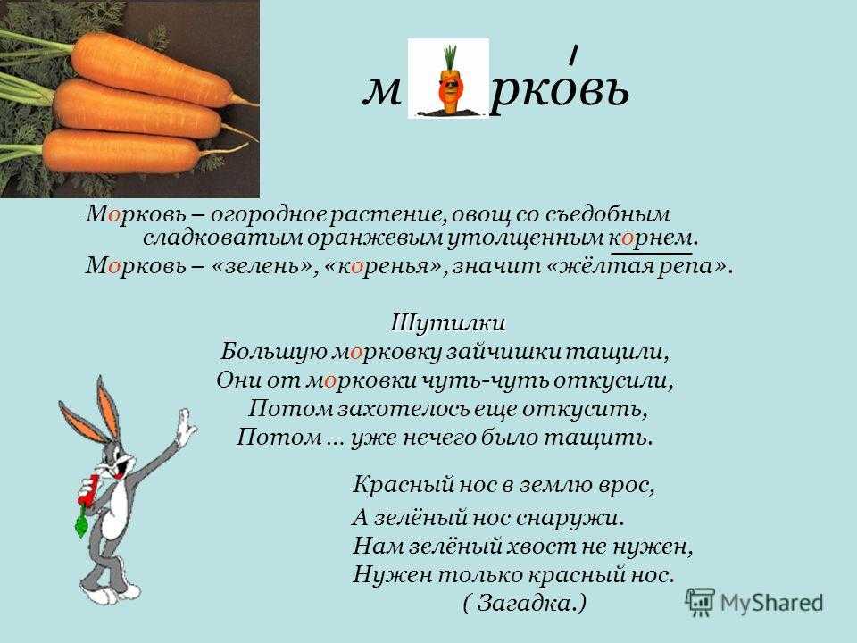 Доклад про морковь — описание, польза и вред культурного растения