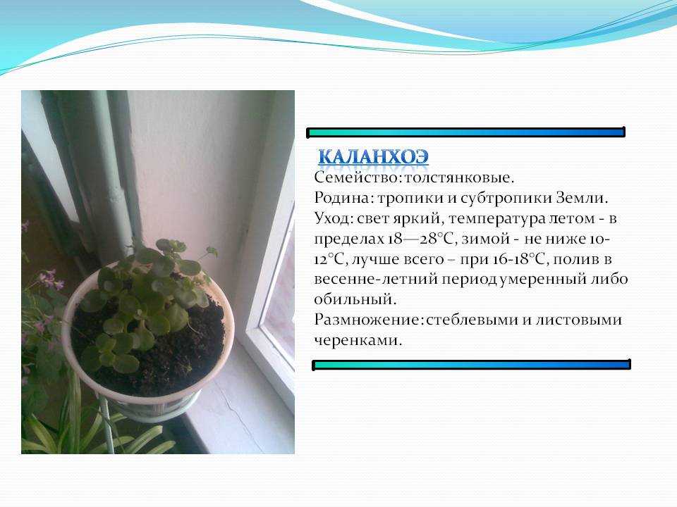 Значение цветов каланхоэ