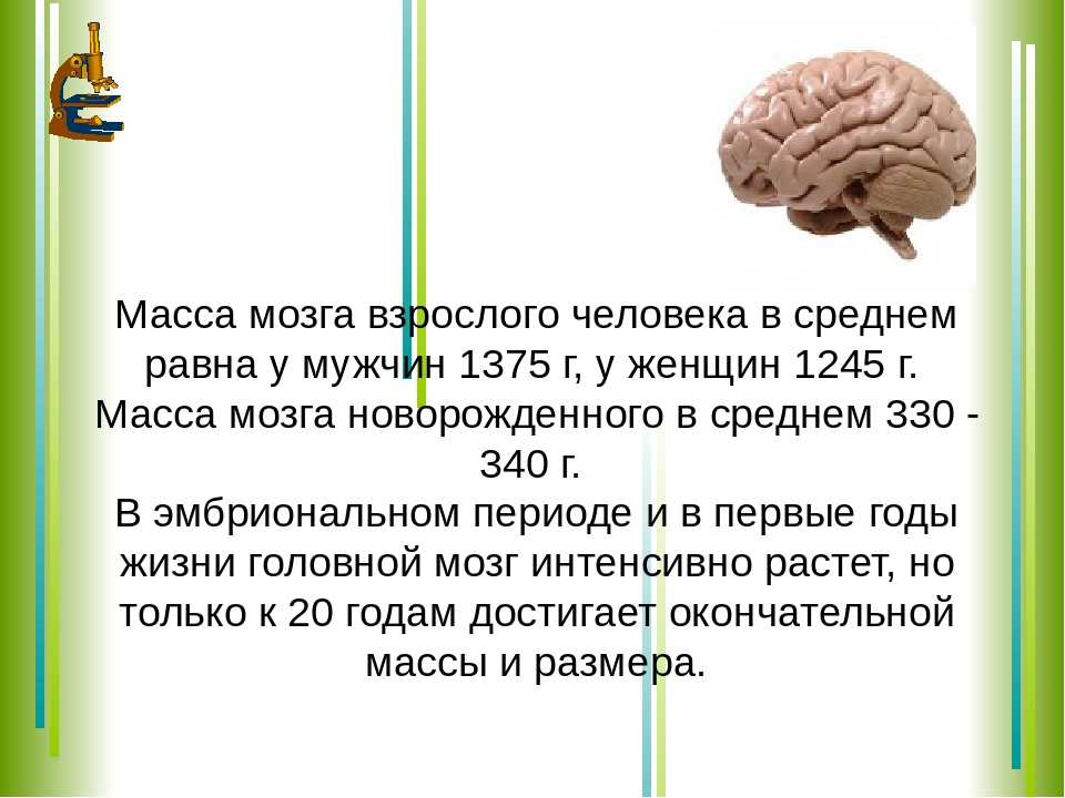 Объем головного мозга наибольшее. Масса головного мозга взрослого человека. Средняя масса мозга. Средний вес человеческого мозга.