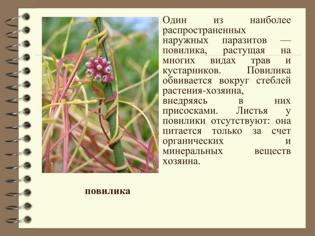 Распределите предложенные растения по группам растения паразиты. Трава паразит повилика. Повилика Клеверная. Повилика растение паразит описание. Повилика описание.