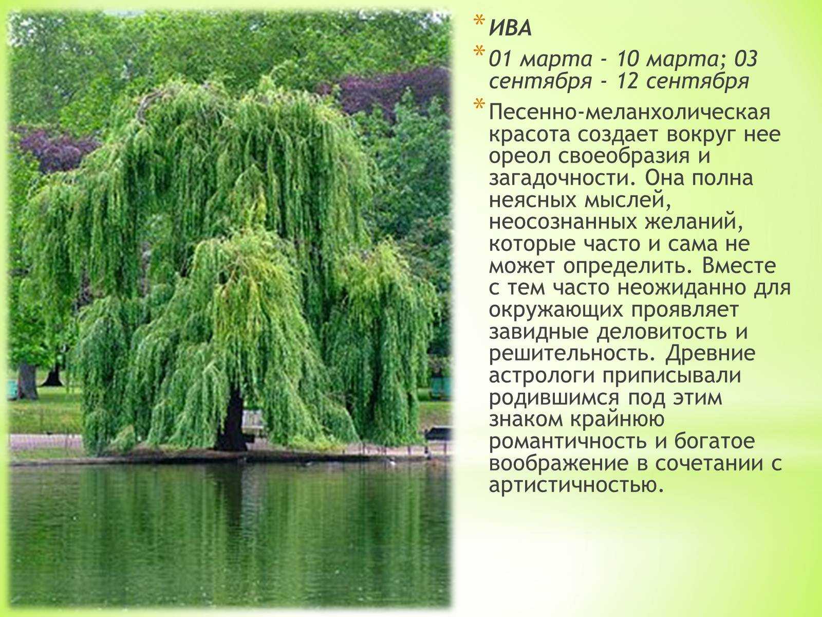 Почему ива называется плакучей. Легенда о плакучей иве. Доклад о плакучей иве. Плакучая Ива дерево описание. Ива плакучая высота.