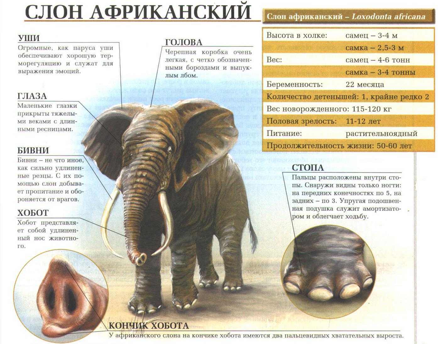 Как отличить африканского слона. Строение слона. Высота африканского слона. Слоны строение. Анатомия африканского слона.