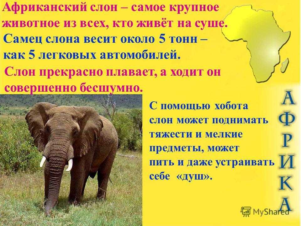 Интересные факты о слонах для детей. 10 интересных фактов о слонах.