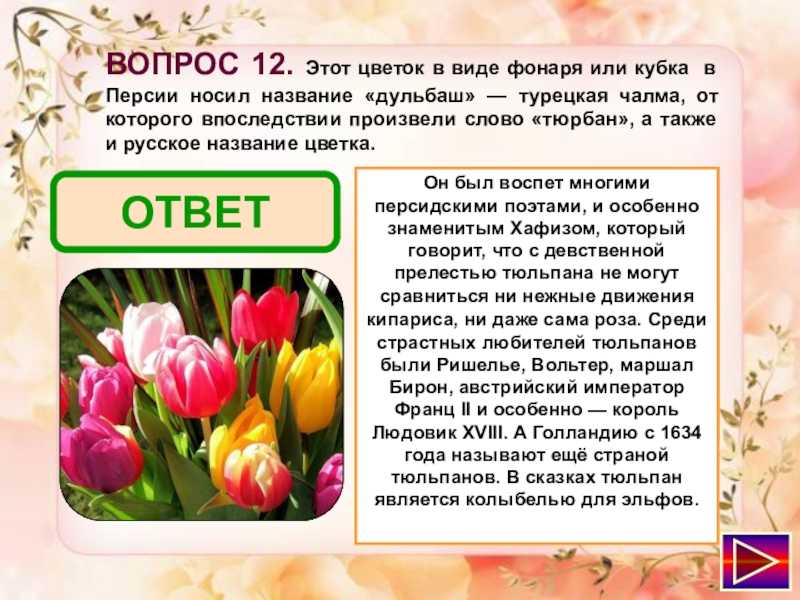 Стихи про тюльпаны и весну. Вопросы про тюльпаны. Информация о тюльпане. Рассказ о тюльпане. Красивое стихотворение про тюльпаны.