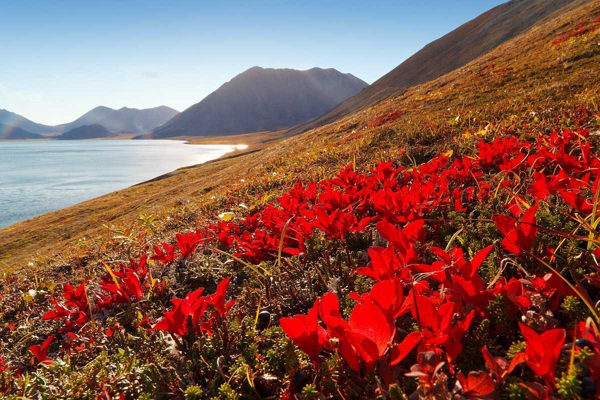 Тибетский морской цветок. Остров Врангеля тундра. Заповедник «остров Врангеля» (Чукотка).
