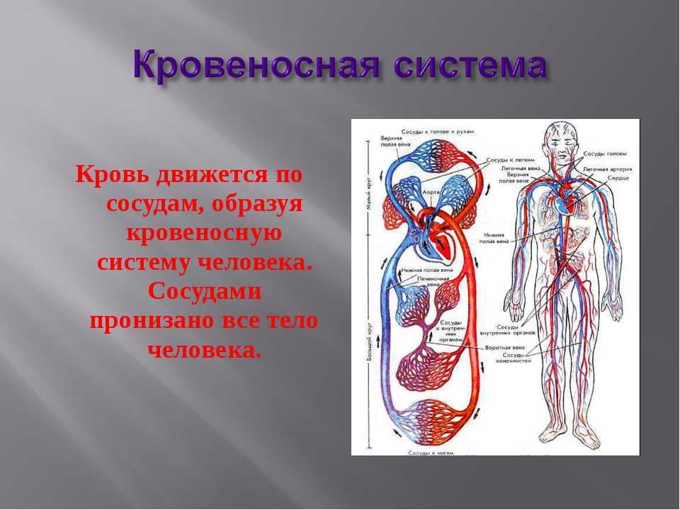 Физиология и нарушения системы крови