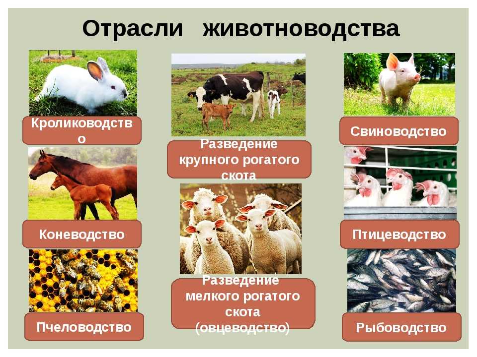 Бизнес план для корма для животных