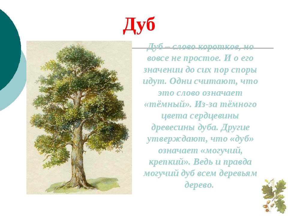 Имена обозначающие дерево. Дуб описание 2 класс. Рассказ о дубе. Доклад о дереве. Сообщение о дереве дуб.