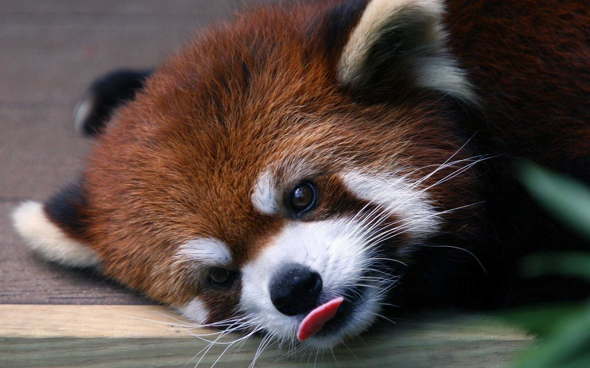Карликовая енотовидная красная панда: описание и образ жизни