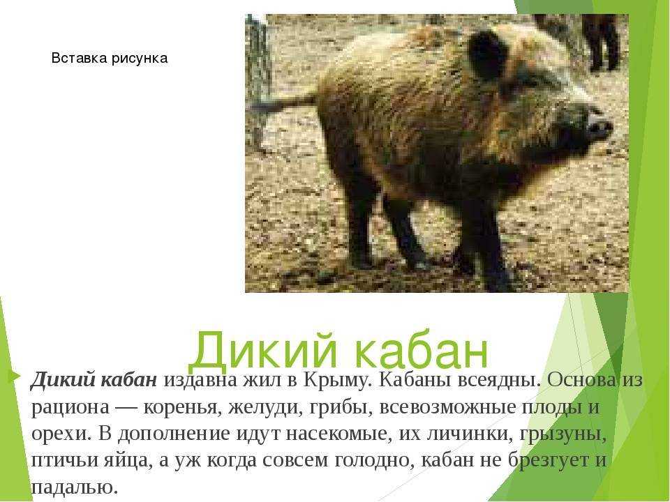 В какой зоне обитает кабан. Дикий кабан в Крыму в красной книге. Кабан описание. Описать кабана. Доклад про кабана.