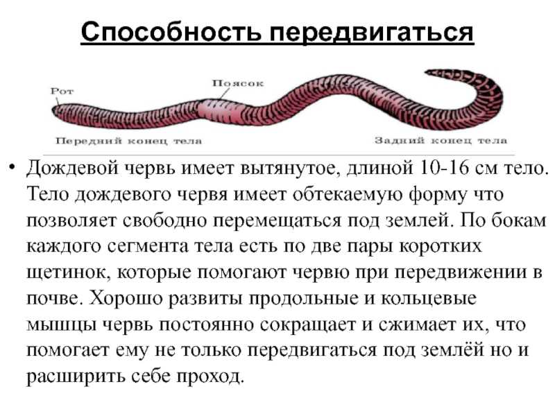 Внутреннее строение малощетинковых червей