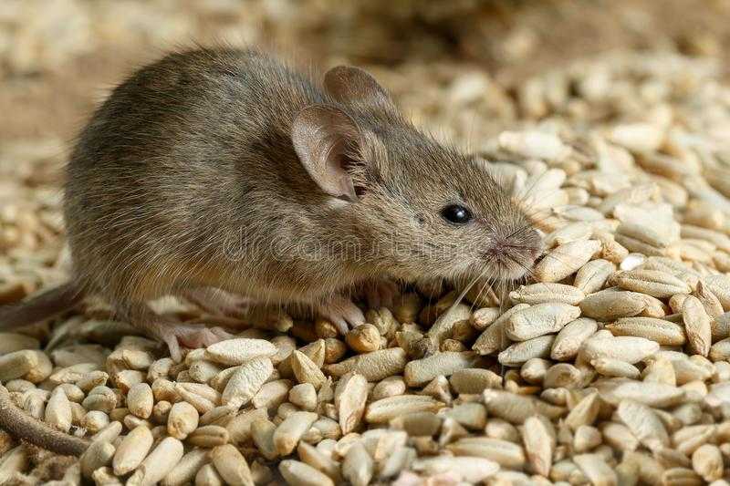 Полевка мышь. образ жизни и среда обитания полевки