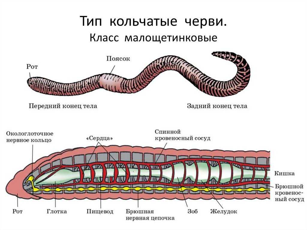 Дождевой червь рисунок