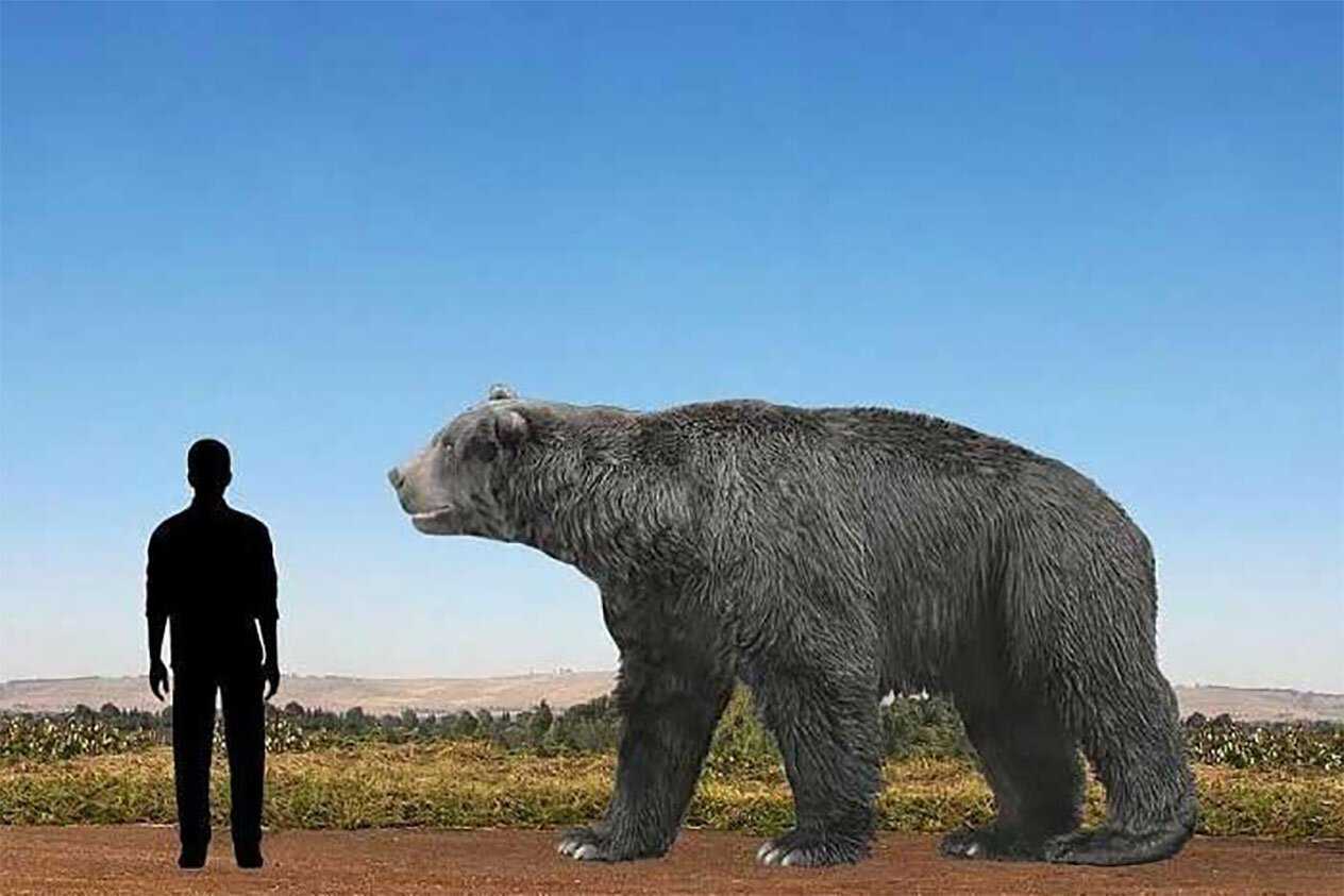 Какие бывают огромные. Медведь Кадьяк и Короткомордый. Гигантский Короткомордый медведь. Короткомордый медведь АРК. Гризли и Короткомордый медведь.