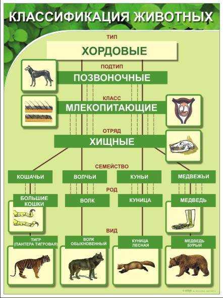 Определение вида животного на изображении является задачей