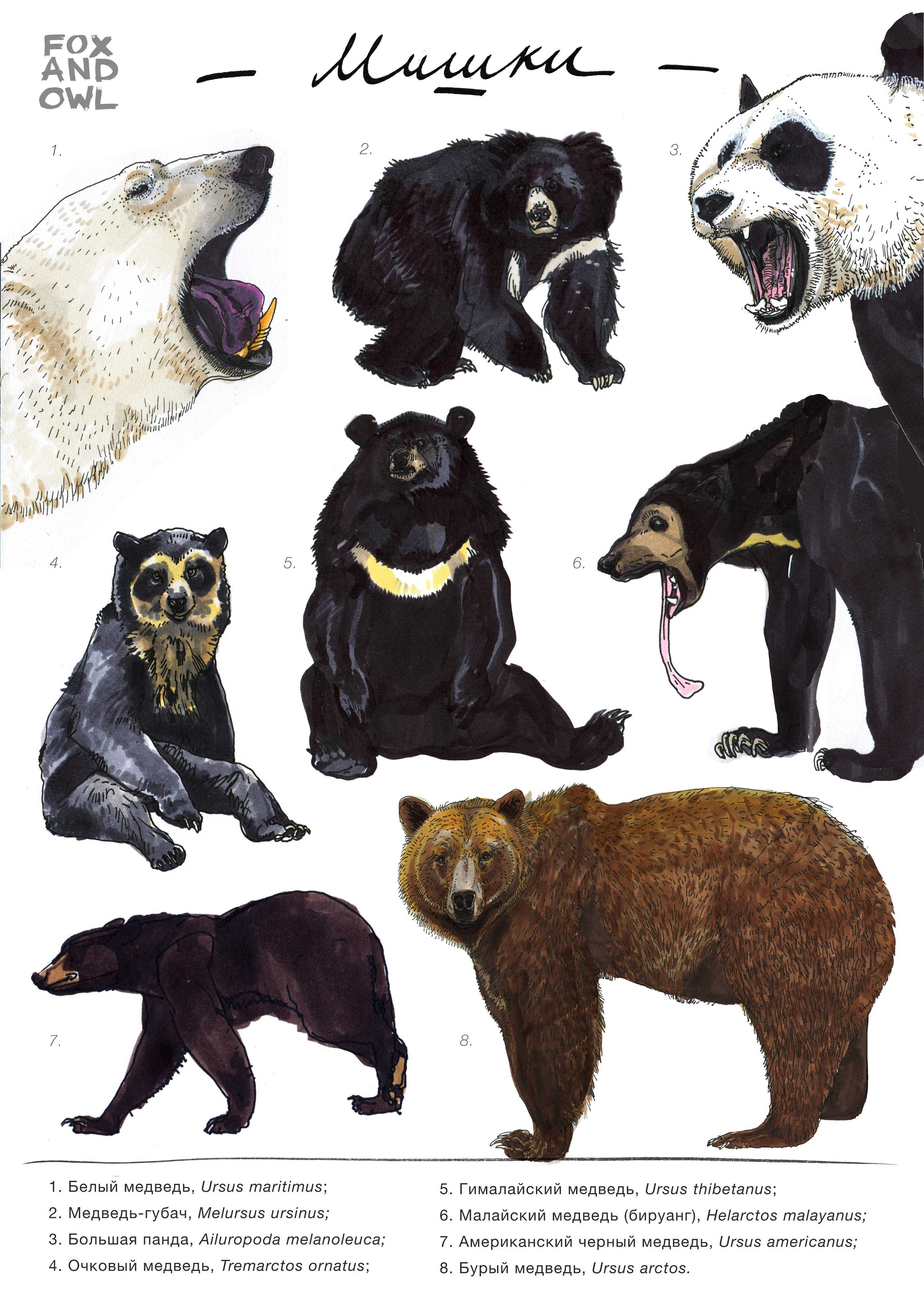 все виды медведей фото и названия