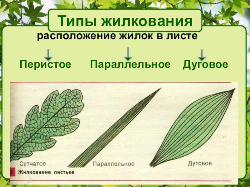 Сетчатое жилкование листьев какие растения. Типы жилкования листьев 6 класс. Основные типы жилкования листа. Перисто сетчатое жилкование. Листья с сетчатым типом жилкования.