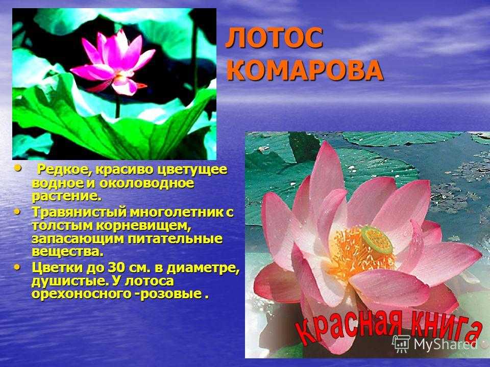 Рассказ о красоте растений окружающий 2 класс. Сообщение о лотосе. Лотос красная книга. Сообщение о цветке Лотос. Лотос красная книга 2 класс окружающий мир.