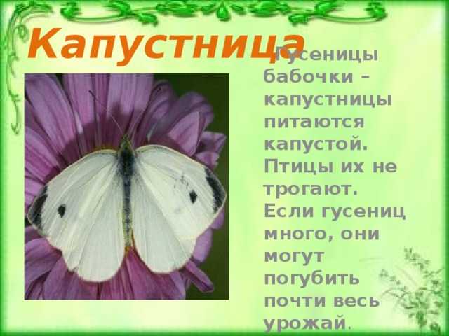 Бабочка капустница фото и описание для детей