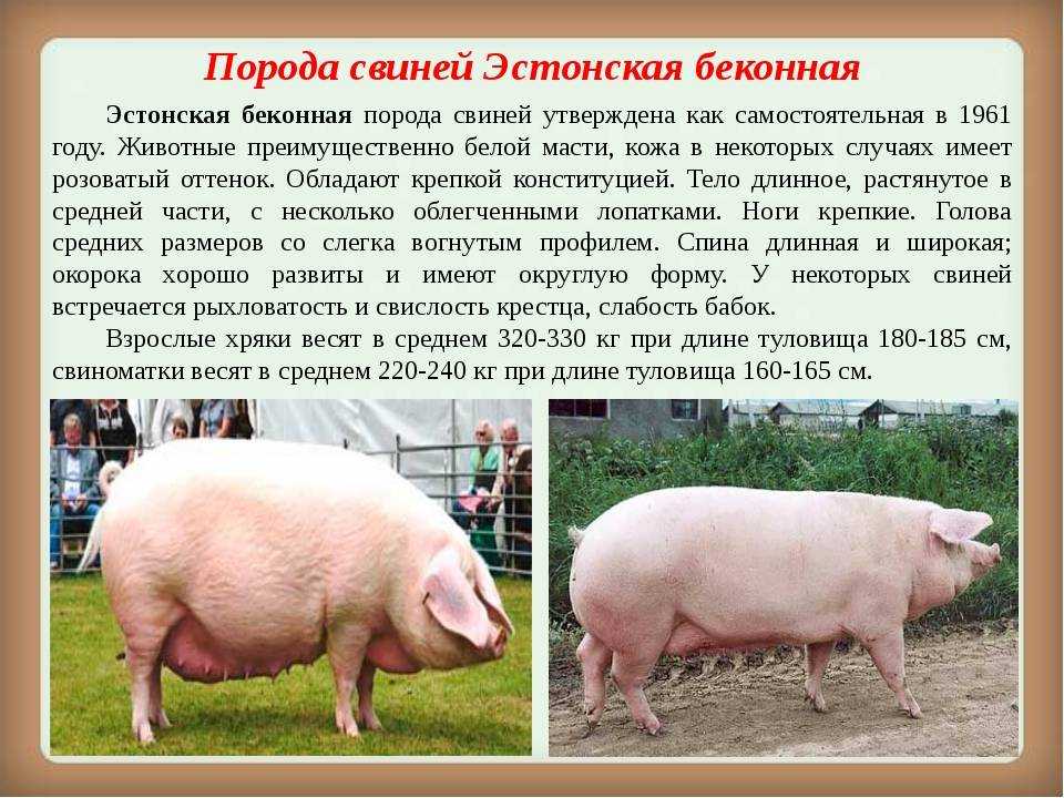 Свинья домашняя виды. Эстонская беконная свинья. Ландрас порода свиней поросята. Поросята ландрас дюрок. Беконная порода свиней ландрас.