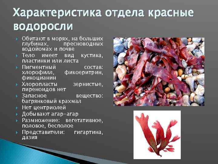 Красные водоросли 7 класс впр. Красные водоросли багрянки строение. Отдел красные водоросли (Rhodophyta).