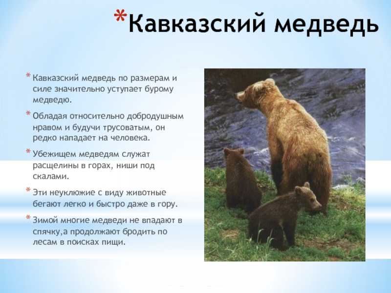 Сибирский бурый медведь, описание могучего животного