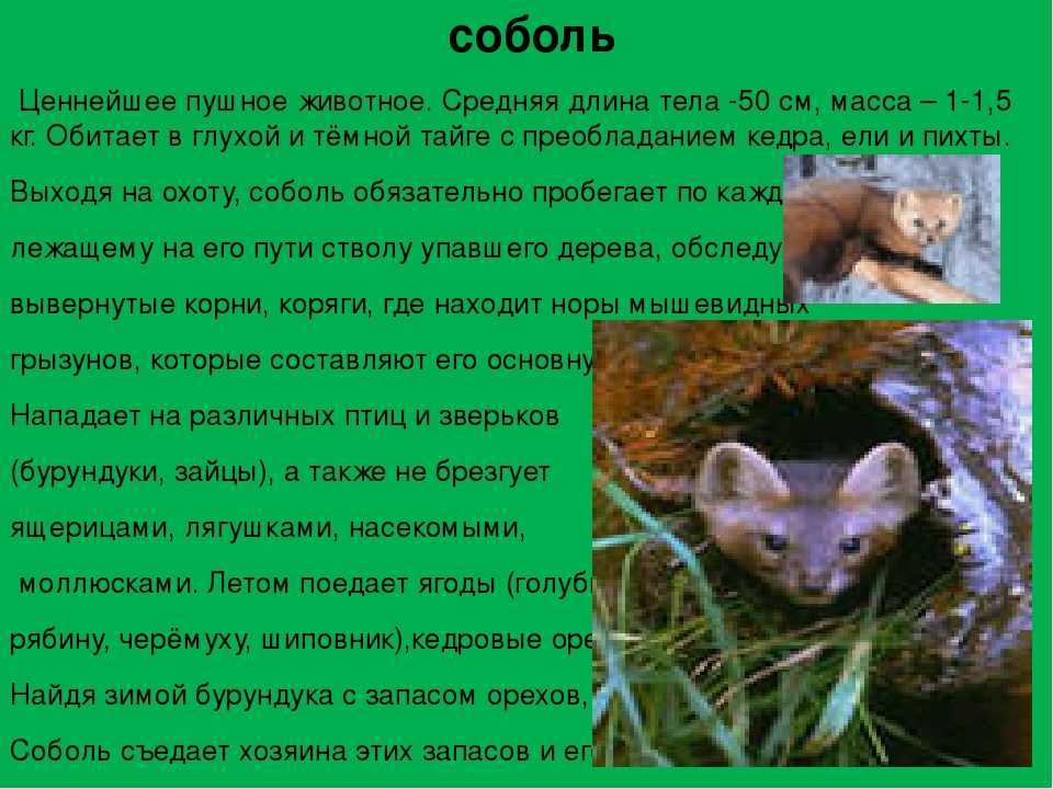 Животное баргузинский соболь: ценный пушной зверь, обитающий в таёжных лесах