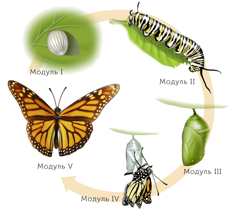 Жизненный цикл бабочки Махаон. Цикл развития бабочки Махаон. Жизненный цикл бабочки яйцо. Стадии гусеница бабочка