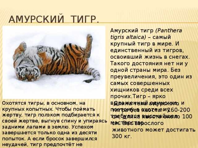 Что за лев этот тигр откуда фраза. Сведения о Амурском Тигре. Рассказ о тиграх. Доклад о Тигре. Доклад про тигра.