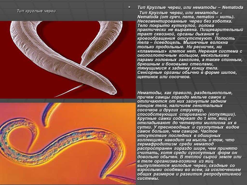 Какая система у круглых червей. Тип круглые черви нематоды 7 класс. Круглые черви, класс Nematoda;. Нематоды представители у человека. Паразитические нематоды таблица.