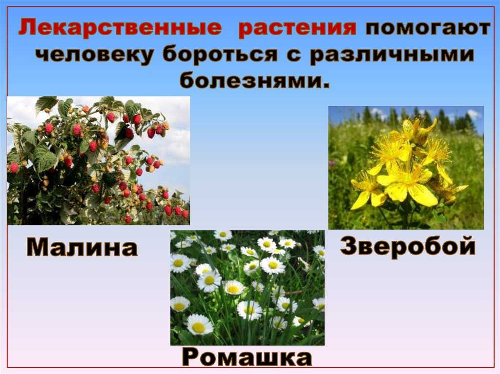 Многообразие растений и их значение в природе. Многообразие растительного мира. Какие растения помогают человеку. Разнообразие растительного мира кратко. Цветок помогает.