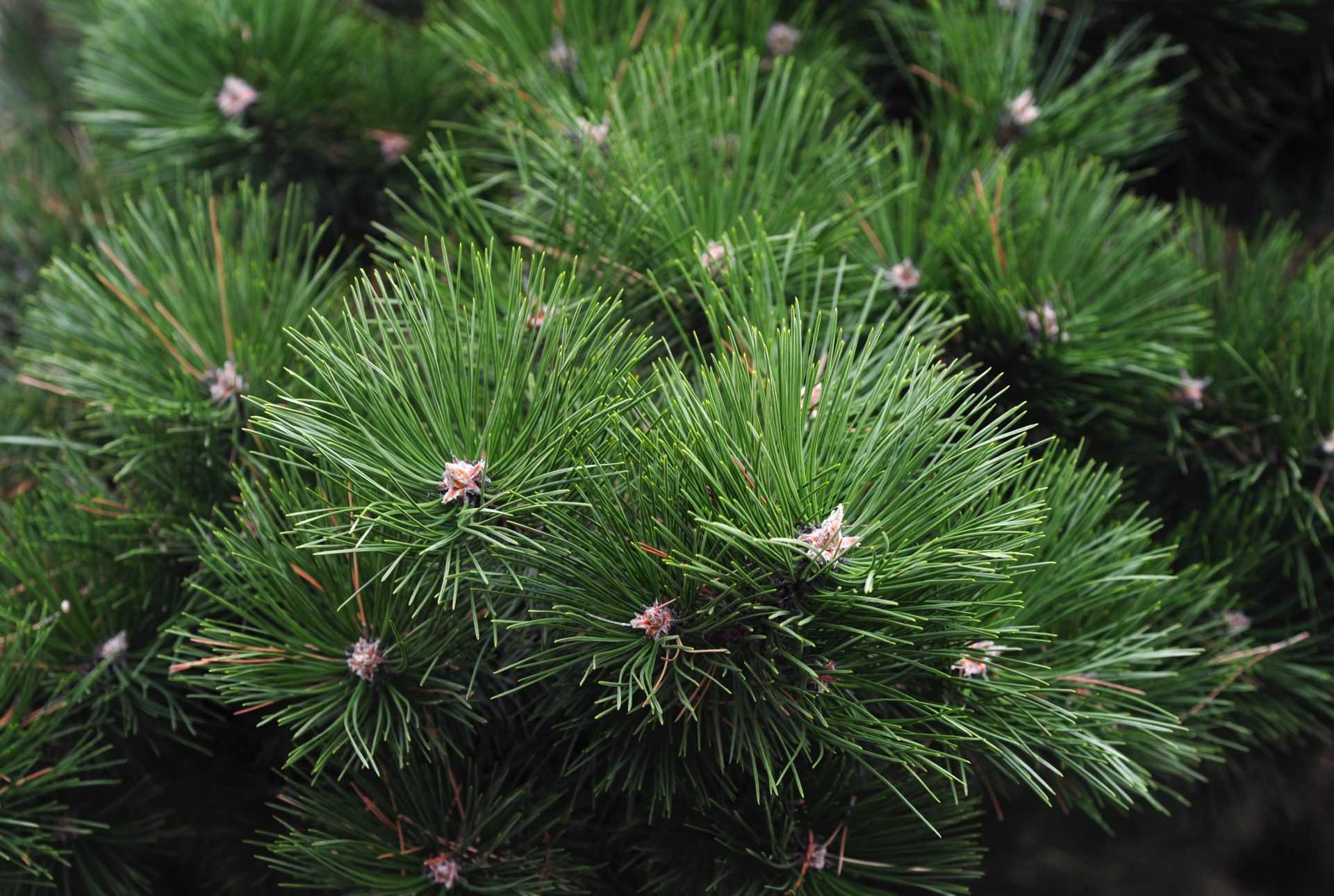 Сосна обыкновенная `Якутск` Pinus Sylvestris `jakutsk`