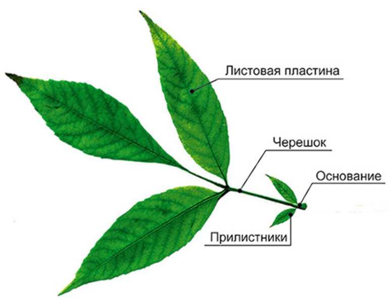 Где черешок у листа. Черешок прилистники листовая пластинка. Черешок прилистник. Черешок листовая пластина прилистники. Лист черешок листовая пластинка.