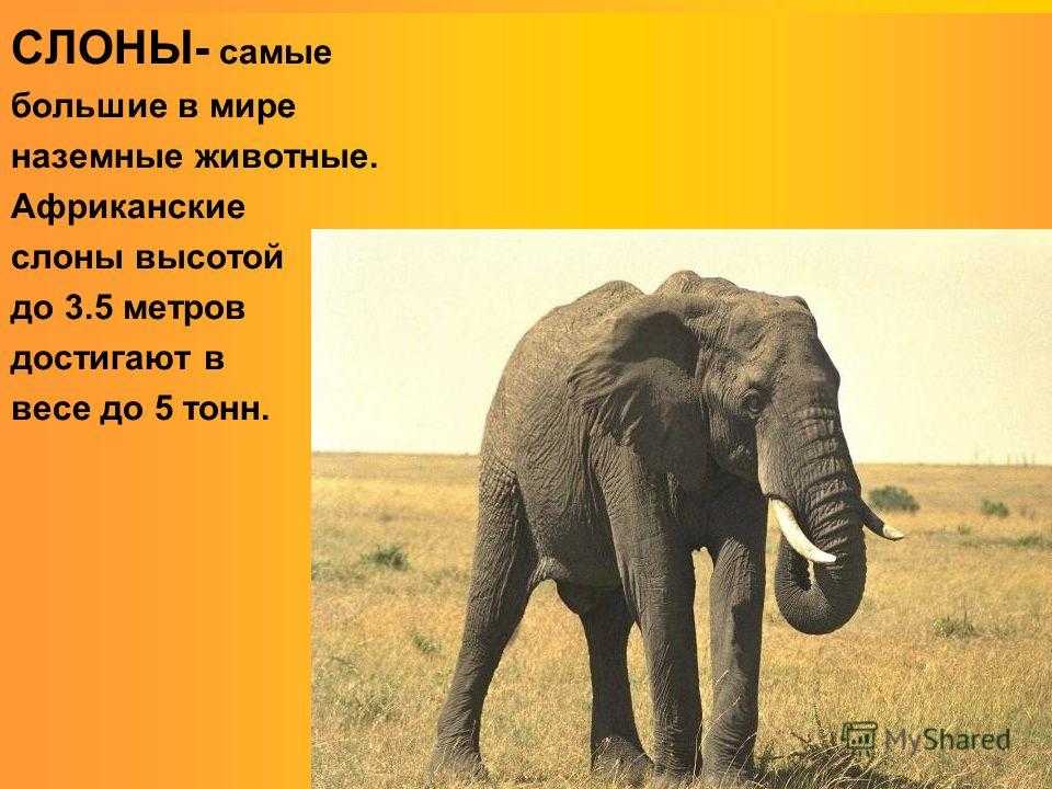 Слон сколько кг. Самый большой слон. Самый большой Африканский слон. Самый большой слон вес. Самый большой слон в мире.