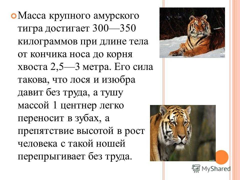 Какая длина тигра. Вес Амурского тигра.