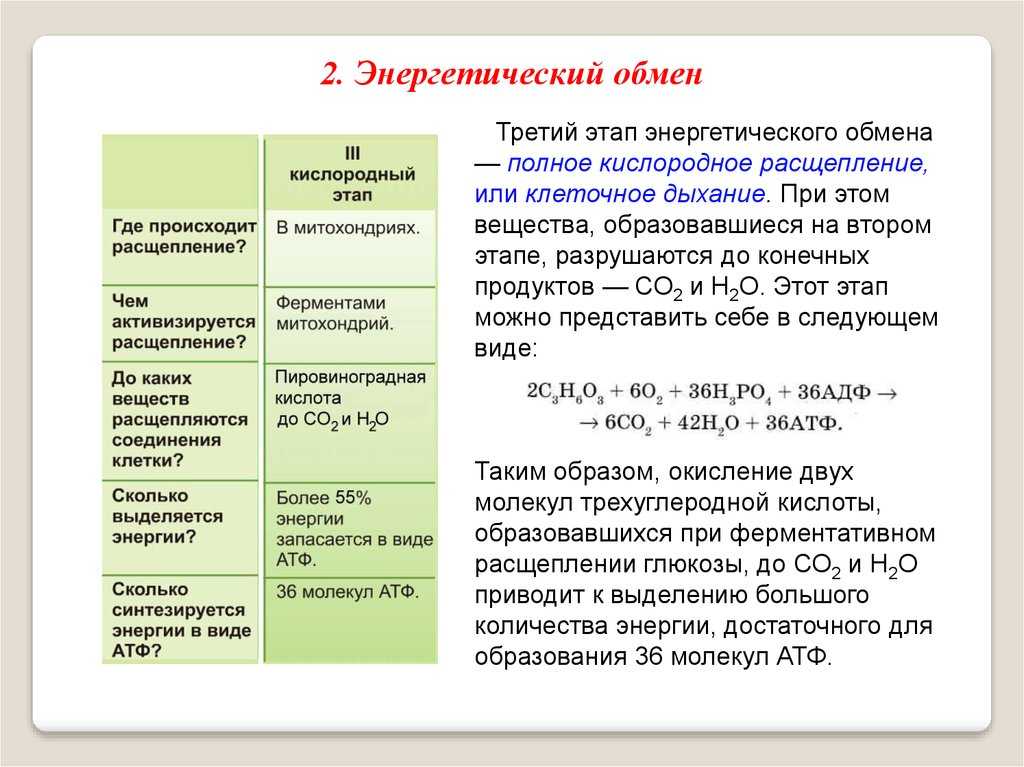 Сравните этапы энергетического обмена. Кислородный этап АТФ. Энергетический обмен этапы выход АТФ. Кислородный этап энергетического обмена кратко.