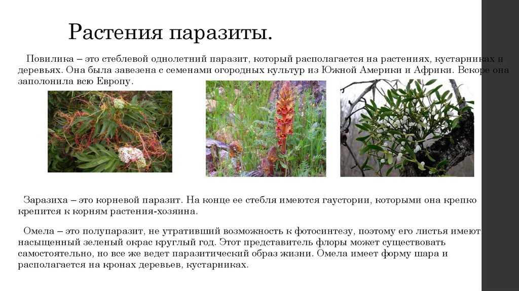 Распределите предложенные растения по группам полупаразиты паразиты. Повилика заразиха омела. Растения паразиты и полупаразиты. Растение-паразит паразитизм. Растения паразиты примеры.