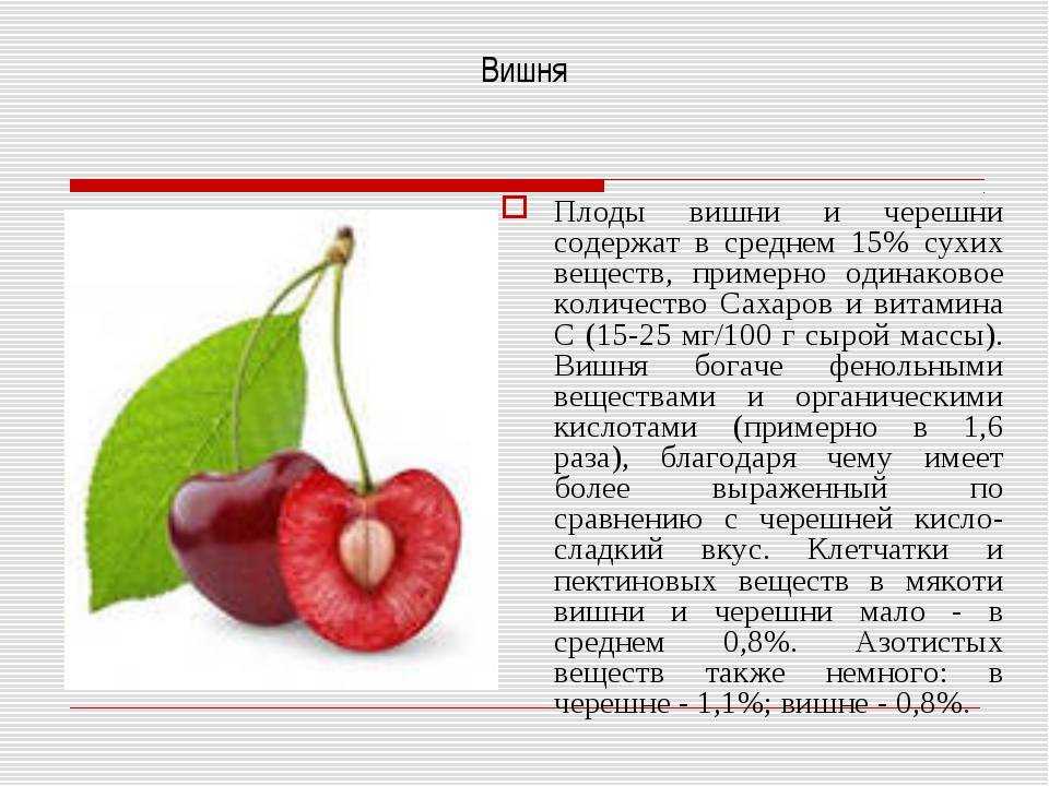 Рассказ о плоде растения. Плод вишни костянка. Описание плода вишни костянка. Строение плода вишни. Доклад про вишню.