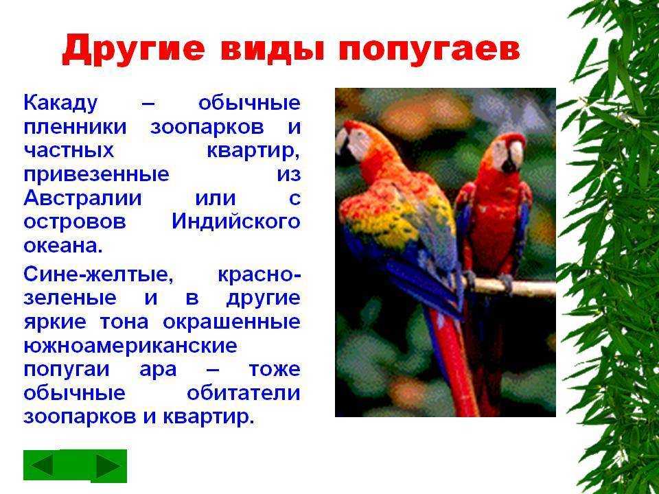 В зоопарке живут 5 видов попугаев. Сведения о попугаях. Презентация на тему попугай. Описание попугая. Попугай для презентации.