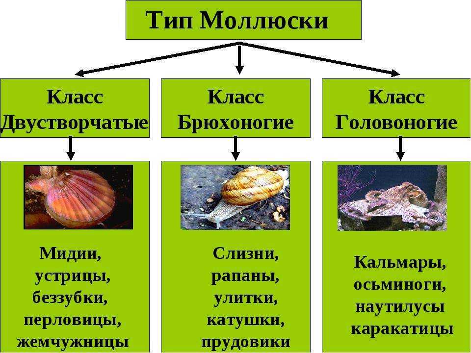 Картинки моллюски биология 7 класс