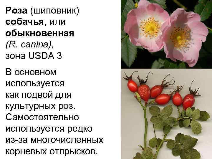 Роза или шиповник как отличить фото