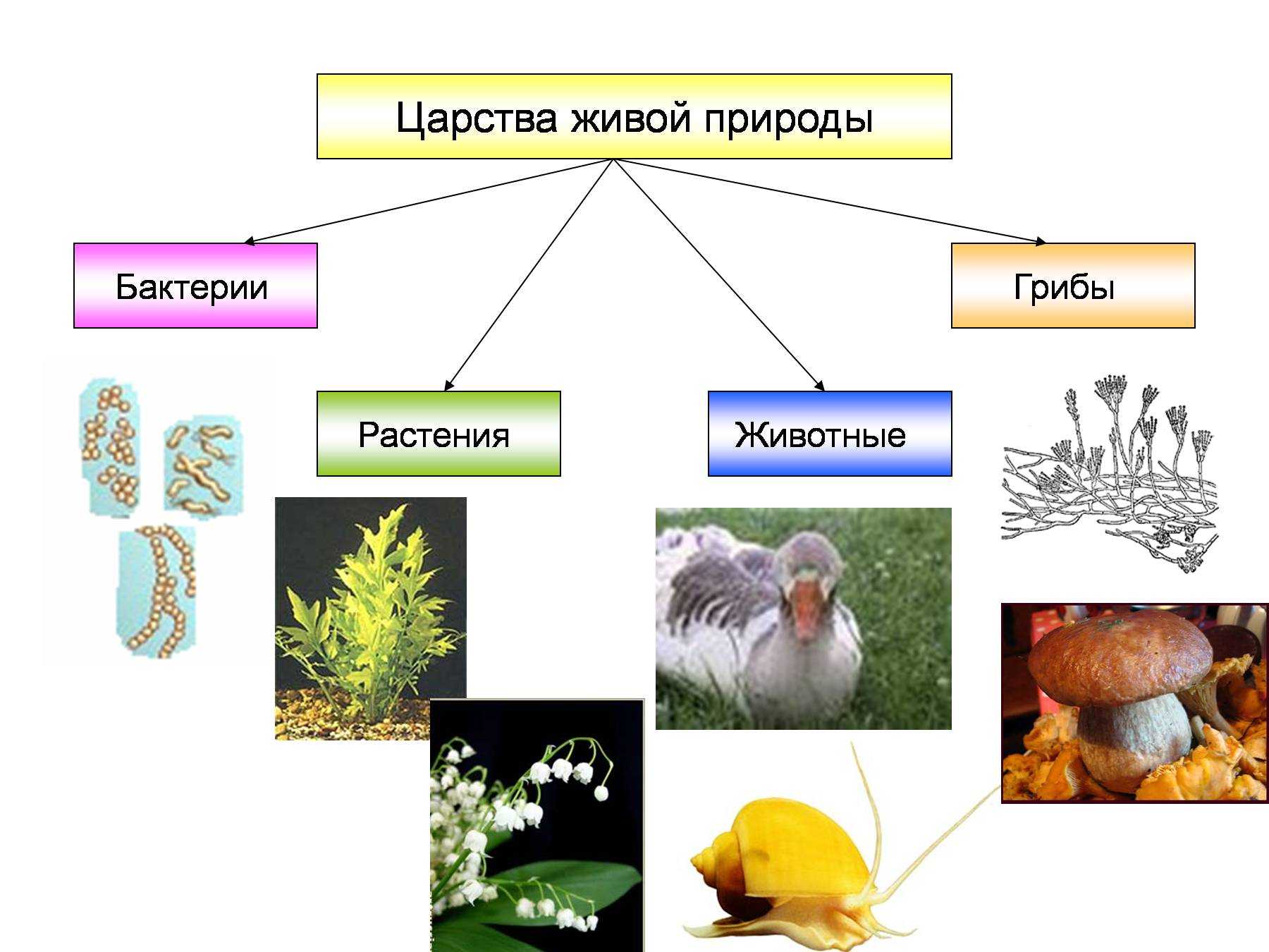 Царства биология схема