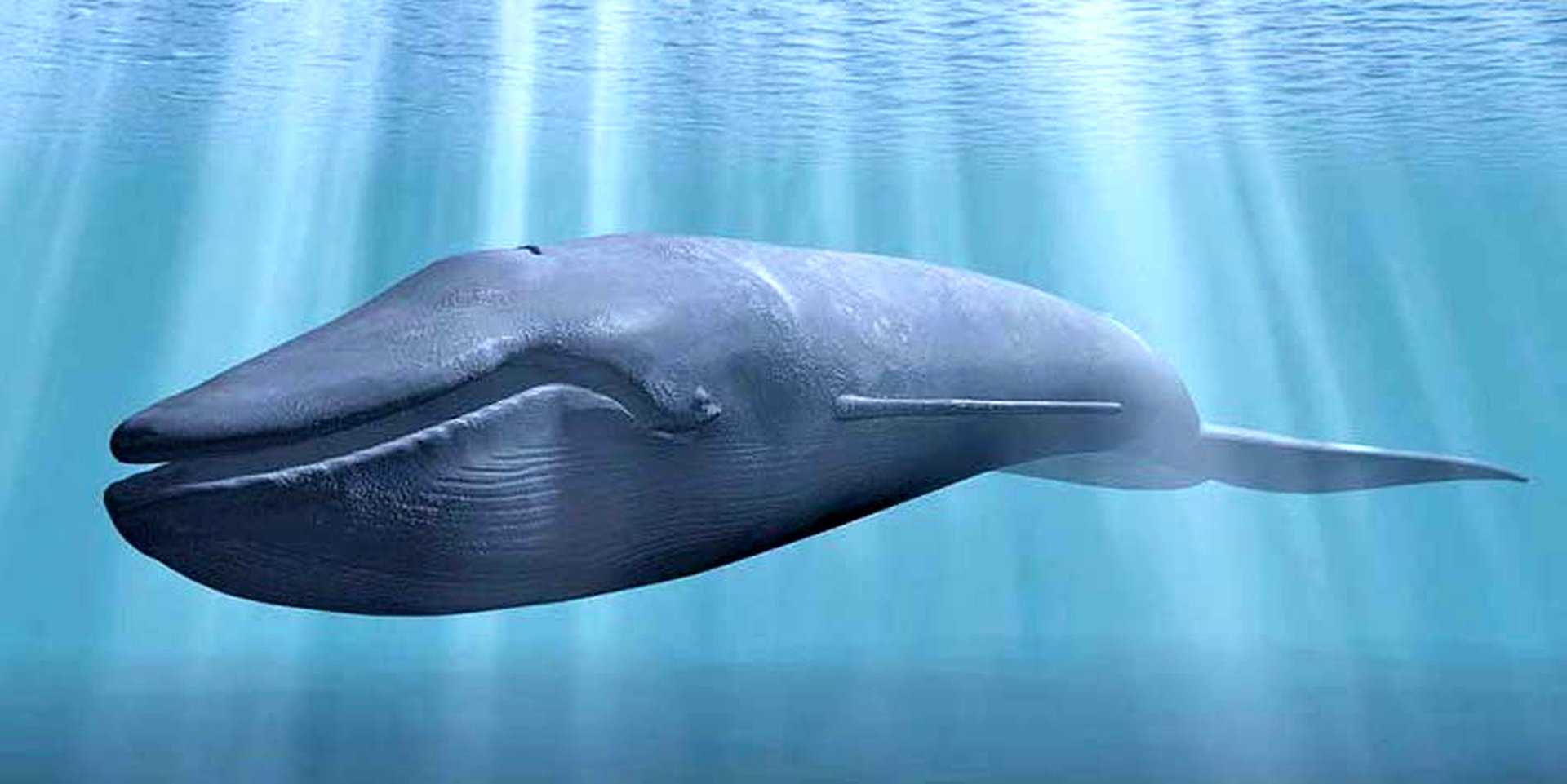 Кит самое большое млекопитающее. Голубой кит Balaenoptera musculus. Китообразные синий кит. Животные китообразные кит синий млекопитающие. Синий кит (голубой кит).