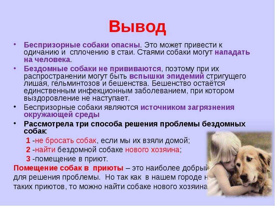 Бродячие собаки проект