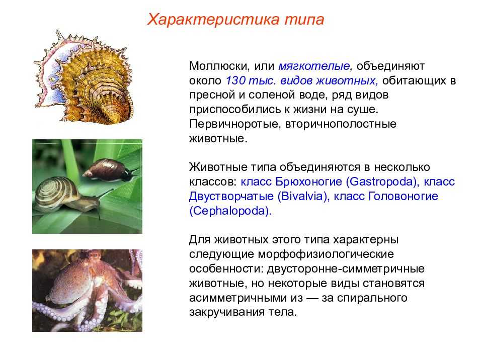 Презентация на тему моллюски 7 класс по биологии