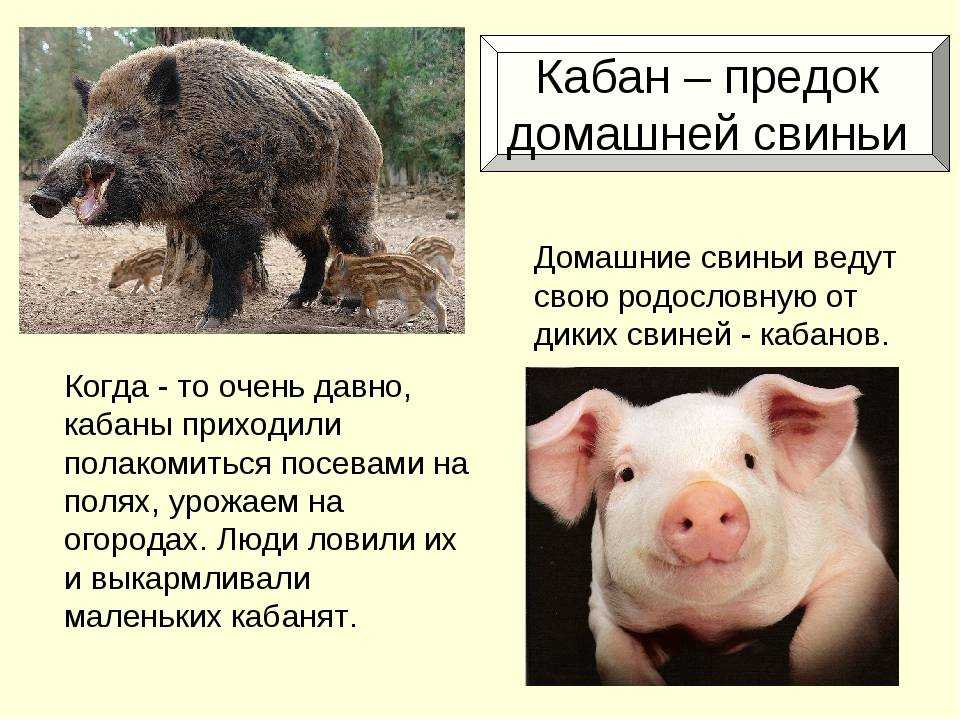 Чем отличаются домашние животные от диких. Кабан и свинья. Кабан и свинья отличия. Предок свиньи. Предок домашней свиньи.